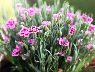 Bunch of small carnations flowers  (Dianthus caryophyllus), potted plant on the balcony, close up,...