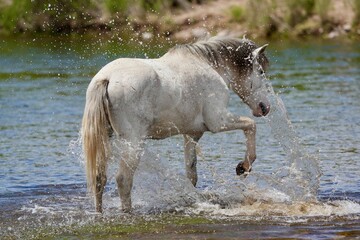 One wild horse of the Salt River wilderness cools off in the Arizona desert by splashing water with its hoof while standing in the Salt River.
