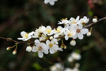 Pyracantha thorns blossom
