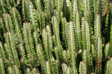 Wall of tall cactus plants in close-up full frame view