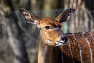 Nyala Antelope - Tragelaphus angasii. Wild life animal.