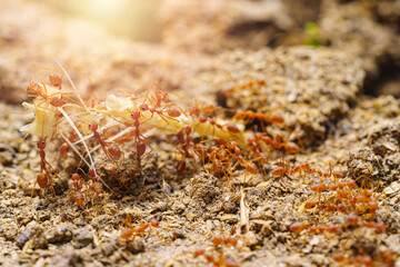 Green Tree Ant or Weaver Ant or Red Ant is walking go to for working transporting food carrying other team work together on the green nature tree in the tropical park. Close up and Macro photography.