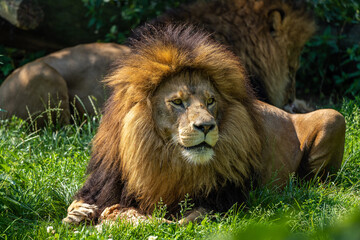 The lion, Panthera leo is one of the four big cats in the genus Panthera