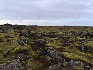 Beautiful sparse landscape with lava field with rocky fissures covered by green moss and lichens near Grindavik, Reykjanes peninsula, Iceland on cloudy winter day.