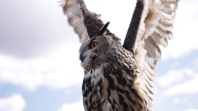 Soaring eagle owl flapping wings against cloudy sky