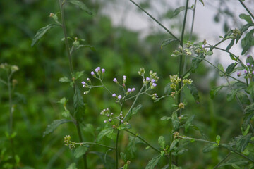 Photo of Green Grass And Small Purple Flowers