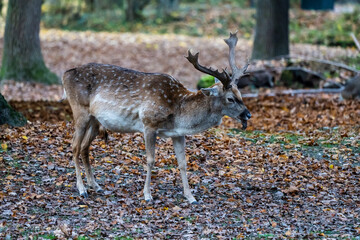 The fallow deer, Dama mesopotamica is a ruminant mammal