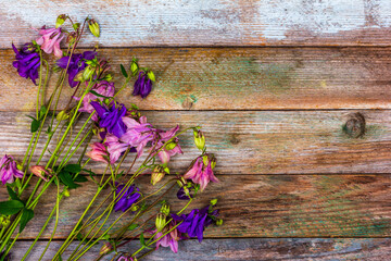 A bunch of pink and blue aquilegia flowers on a retro wooden background with a copy space top view