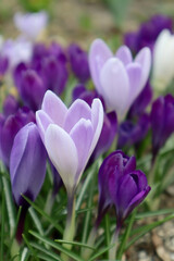 Purple crocus flowers in the garden. First spring flowers.