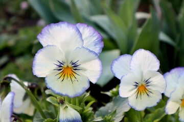 Obraz na płótnie Canvas Blue and white pansy flower in the garden. First spring flowers.