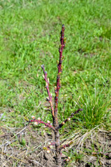 Small peach columnar tree is budding. Spring, preparation for flowering. Top view on blurry...