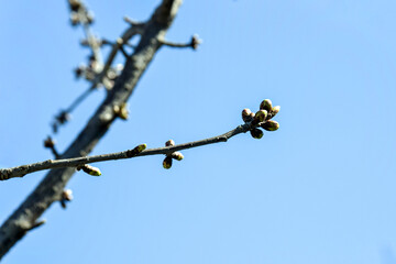 Cherry branches with swollen buds against blue sky. Fruit trees in orchard in early spring. Beginning of juice movement on plants in garden. Preparing buds to bloom. Selective focus.