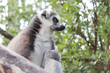 Ring tailed lemur chilling