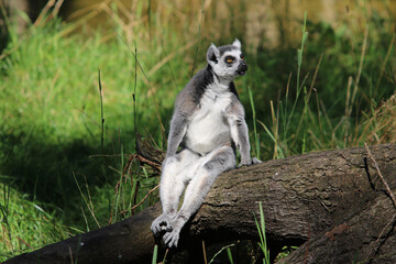 Ring tailed lemur funny © Marlou