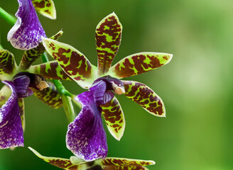 Closeup of an Zygopetalum orchid blossom. Green Bokeh background.