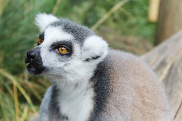 Ring tailed lemur