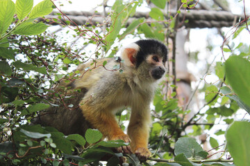 Skull monkey on a branch