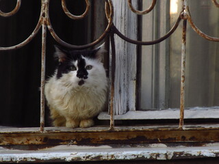Czarno-biały kot siedzący na parapecie za metalową kratką przy oknie - obrazy, fototapety, plakaty