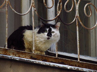 Czarno-biały kot siedzący na parapecie za metalową kratką przy oknie