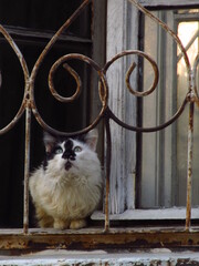 Czarno-biały kot siedzący na parapecie za metalową kratką przy oknie