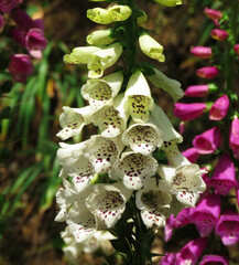 white digitalis purpurea or Lady's glove, the foxglove or common foxglove is a species of flowering plant in the plantain family Plantaginaceae. © Nature Clicks