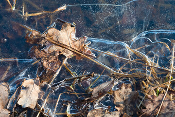 Close-up of yellow leaves in frozen water. Ice with a pattern. Beautiful autumn concept. Natural natural pattern