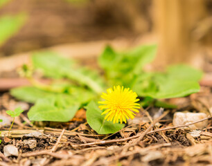 Image of a Beautiful Isolated Yellow Dandelion.