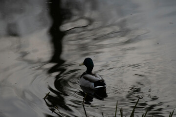 kaczka © Krzysztof  Jaworski