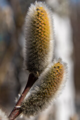 Russia. April 18, 2021. Sculpture of the knight's head in Sergievka Park.