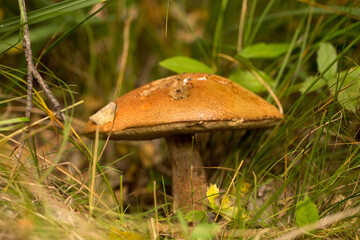 Harvesting forest mushrooms from ecologically clean places