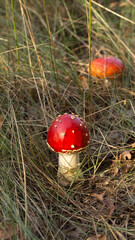 Harvesting forest mushrooms from ecologically clean places
