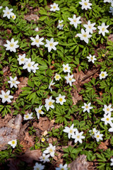 Obraz na płótnie Canvas Wood anemones in full bloom in springtime