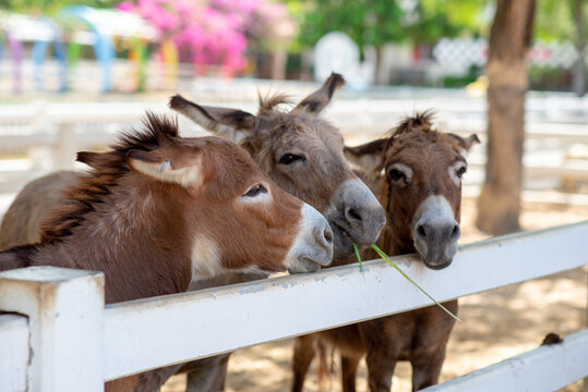 Three Horse or donkey in the farm. Head of Triple brown Horse or donkey in the stall. Horse or donkey devouring grass from traveler. Pet love triangle concept. Love third party concept.