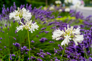 Close up Lavender and Allium flowers, growing along the road on green background.