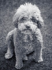 Portrait of a Spanish Water Dog