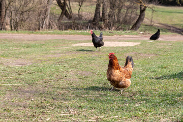 Street lighting. home farmstead. A bird walks and eats on it. Close-up. Rooster and chicken.