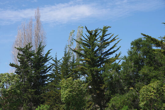 Variety of trees in the southern California springtime landscape