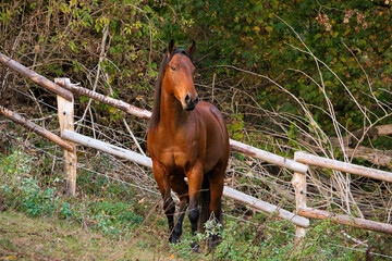 Naklejka premium beautiful brown quarter horse is standing on the paddock