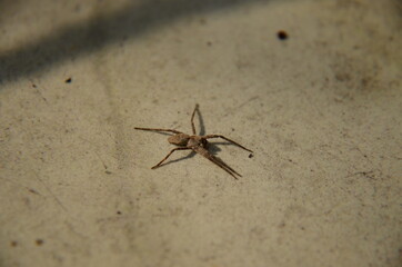 spider on wood