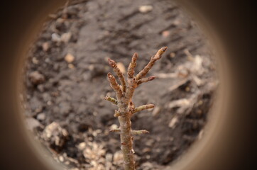 close up of a plant