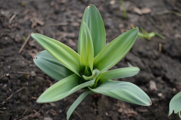 Green flower in the garden.