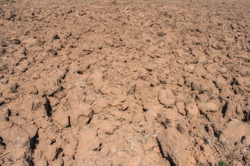 background texture of tilled soil in a crop field