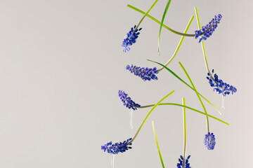 Purple blue grape hyacinth flowers with water drops free falling against bright gray background. Minimal spring bloom creative arrangement. Abstract nature concept.
