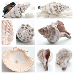 Collage of summer seashells. Collection of seashells. Pearl on the seashell. The exotic sea shell