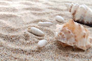 Seashells with sand as a background. Collection of seashells. The exotic sea shell. Treasure from the sea