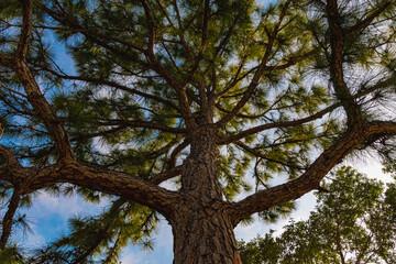 View Of The Sky With A Tree From The Bottom Angle