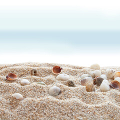 Seashells on a beach as a background. Collection of seashells. The exotic sea shell. Treasure from the sea