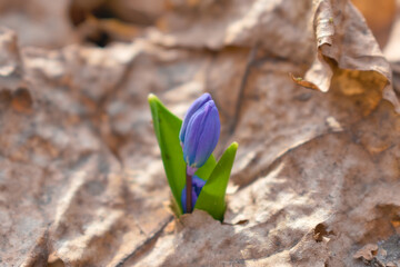 Scilla siberica flower shoots sprout through last year's dry leaf