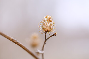 Dry flower of a thistle close up. Macro photo of nature in brown colors.