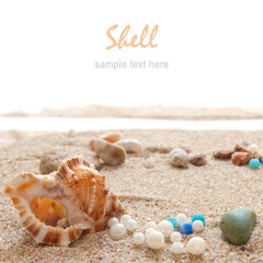 Seashells on a beach as a background. Collection of seashells. The exotic sea shell. Treasure from...